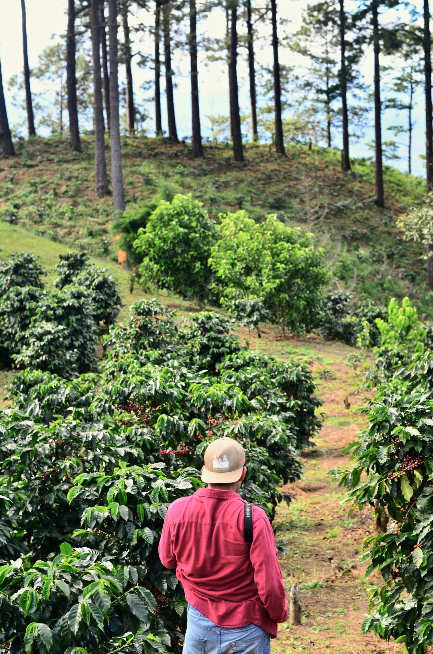 colombian coffee