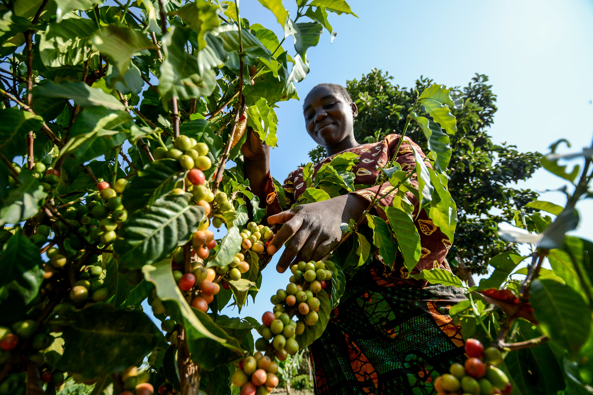 Tanzania coffee plant