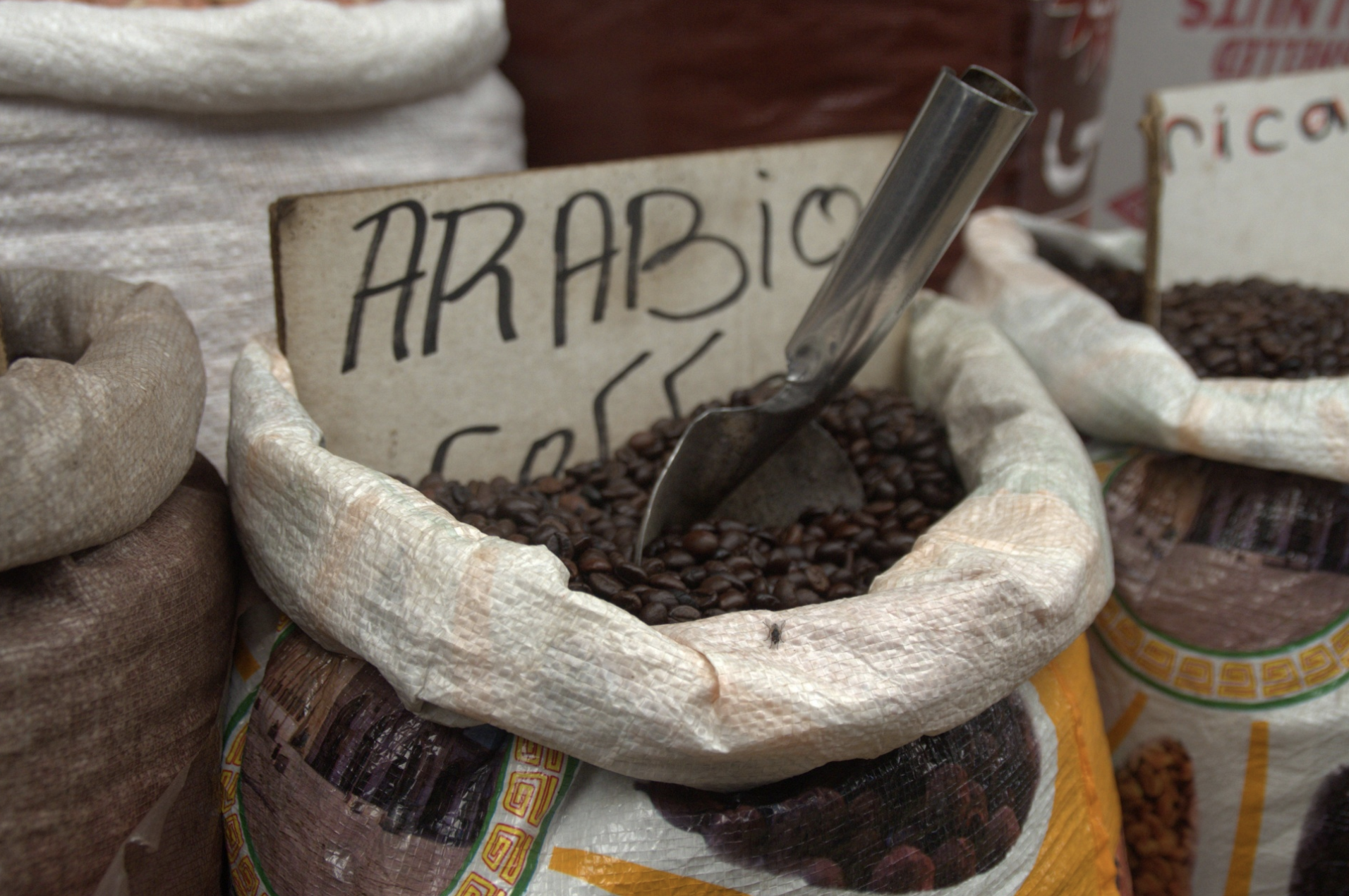 arabica beans